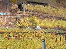 Weinberg