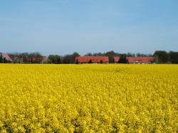 Naundörfchen in der Rapsblüte