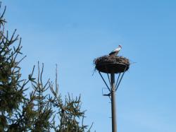 Storchennest in Naundörfchen